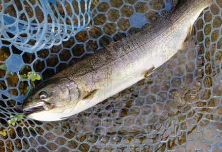 人が少ないと釣りやすい ～フィッシングパーク高島の泉～